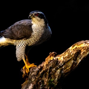 Hide Antequera enero-24012019-0816